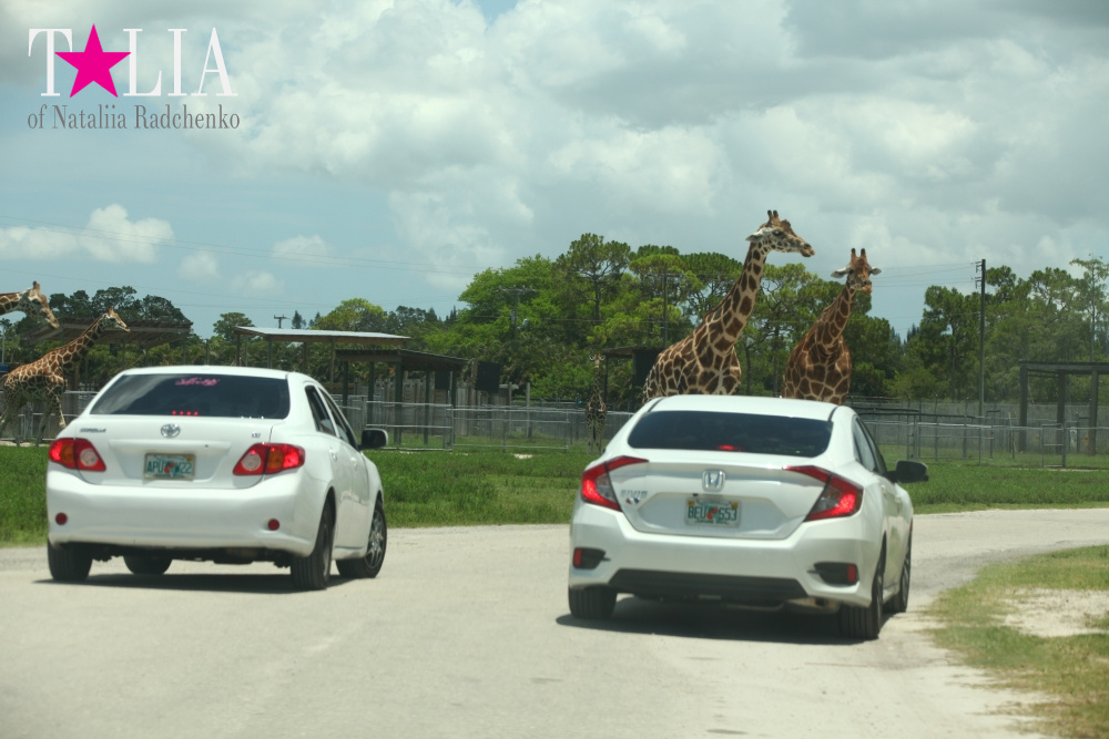 Львиное сафари в Майами (Lion Country Safari) 2 часть